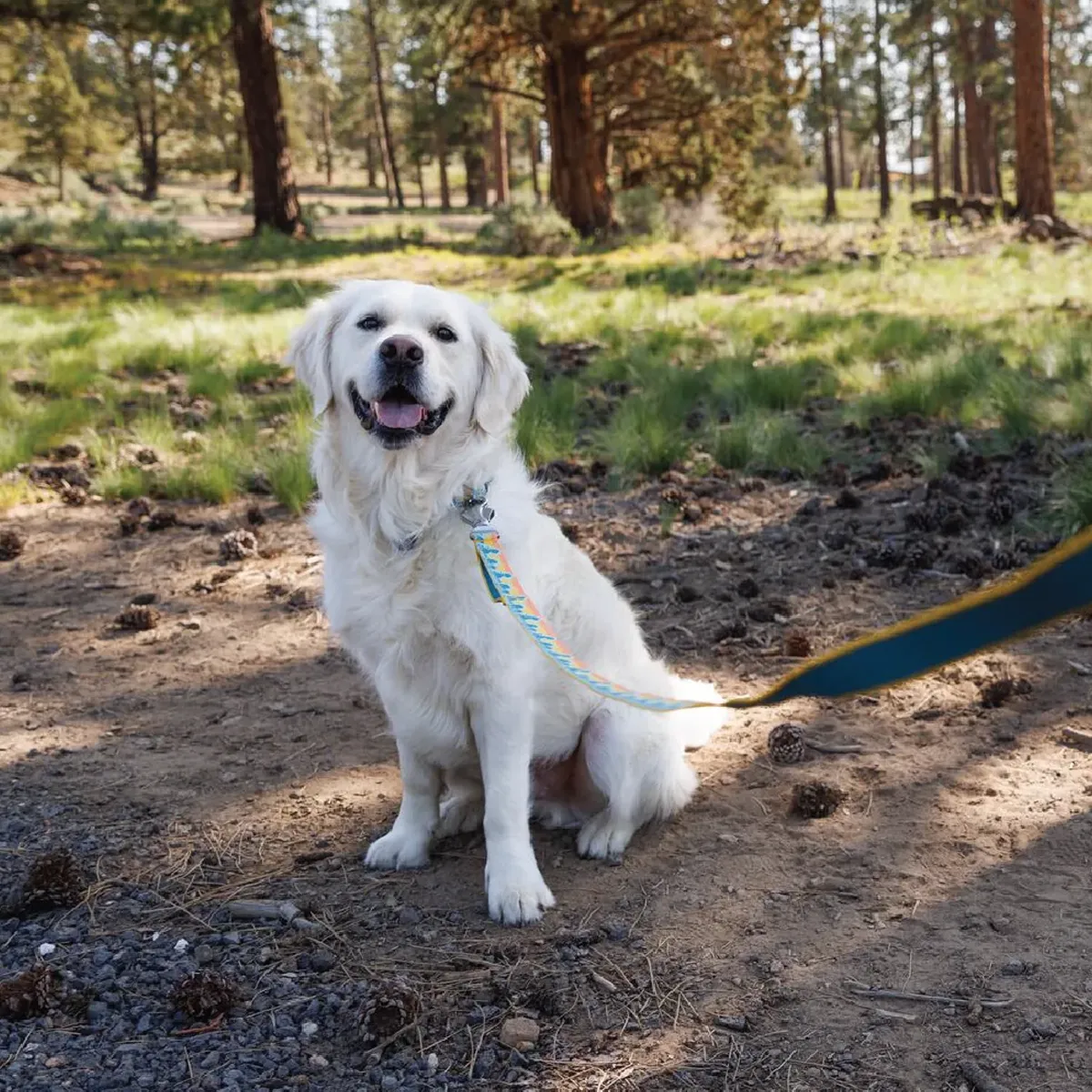 Reflective Dog Leash for Crag